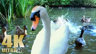 Ducks Feeding  Swans  Ducklings  Feeding the Ducks  Ducks on a Lake  Nature Relaxation Video [upl. by Vilhelmina]