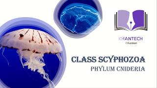 Class Scyphozoa  Classification of Phylum Cnidaria [upl. by Bijan]