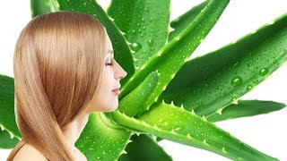 CÓMO HACER CRECER EL CABELLO CON ALOE VERA  Sábila [upl. by Annavoig]