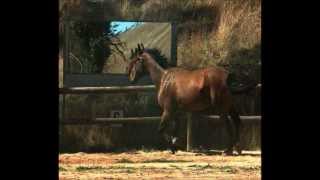 3 year old Warmblood Trot  diagnosed with Wobblers Syndrome [upl. by Nodgnal]