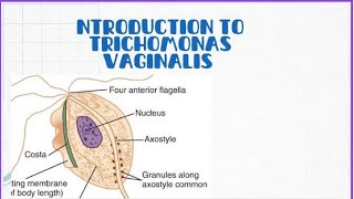 Introduction to Trichomonas vaginalis [upl. by Nnhoj30]