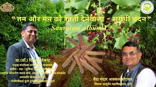 तन और मन को शांती देनेवाला  सुगंधी चंदन  Santalum album LWhite Sandal Wood [upl. by Charley]