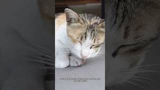 Cats Have a Unique quotRighting Reflexquot [upl. by Wende]