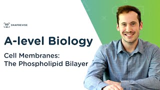 Cell Membranes The Phospholipid Bilayer  Alevel Biology  OCR AQA Edexcel [upl. by Florian]