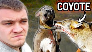 Hunting Down the Coyotes that Killed My Dog [upl. by Alyahs]