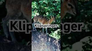 Klipspringer on a rock [upl. by Preuss]