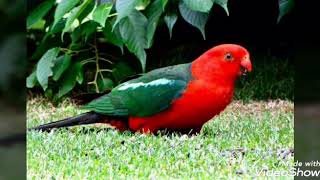 KING PARROT BELÃSSIMO PÃSSARO DA AUSTRÃLIA E AQUI SE TEM UMA VISÃƒO AMPLA DO SEU NINHO PROFUNDO [upl. by Luhem]