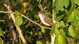 Ashthroated Flycatcher and its Song [upl. by Trubow570]