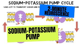 2Minute Neuroscience SodiumPotassium Pump [upl. by Atsylac374]