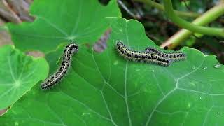 Large White butterfly  caterpillars [upl. by Elayne140]