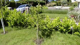 Aprikyra tree review in Cork Ireland [upl. by Aitetel]