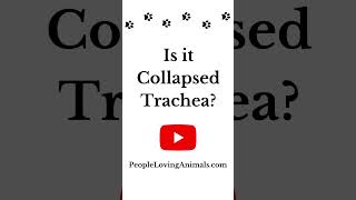 Why Does My Dog Keep Coughing Collapsed Trachea  Dog Coughing dog trachealcollapse doghealth [upl. by Roseanna]