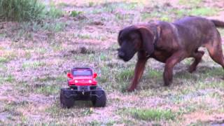 Hannoverscher Schweißhund stellt Auto HS Jagdhundwelpe vs Modelauto [upl. by Glenine]