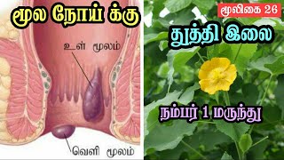 Thuthi Leaf for Piles  Thuthi Ilai Uses Tamil  Powder  Abutilon Indicum  துத்தி இலை  மூல நோய் [upl. by Masson]