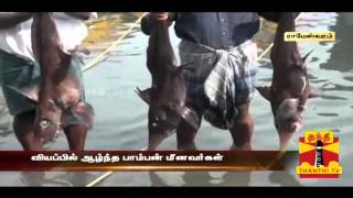 The Rare Fishes Caught In The Net While Fishing At Rameshwaram [upl. by Dahc747]