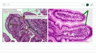 Simple Columnar Epithelium [upl. by Jadwiga681]