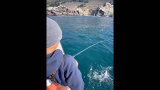 Fishing Blue Rockfish fish fishing shorts [upl. by Halverson]