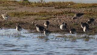 Black Tailed Godwit [upl. by Llerihs]