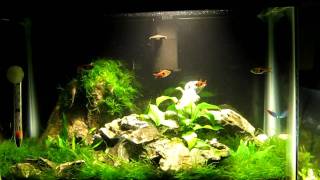 5 Gallon FreshwaterPlanted Tank [upl. by Etteve]