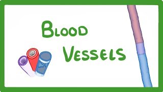 GCSE Biology  Blood Vessels 24 [upl. by Atazroglam]