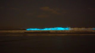 Bioluminescence in Ocean Beach San Diego [upl. by Wilbur373]