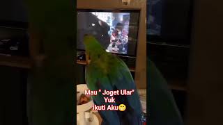 Burung Ini quotJoget Ularquot Axl Roses😁shorts axlrose viral [upl. by Irrok909]