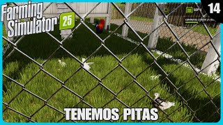 🚜EP14 Tenemos pitas FS25 🎮Ps5 Gameplay Español  FARMING SIMULATOR 25🌾 [upl. by Nyltiac467]