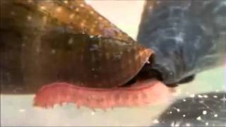 Biodiversity of Cone Snails and Other Venomous Marine Gastropods Supplemental Video 4 [upl. by Gwen423]