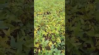 soybean yellow mosaic virus [upl. by Arlie442]