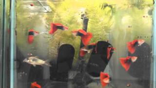 Half black red fancy guppies at 6 months [upl. by Mera13]