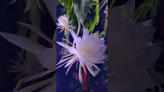 Night blooming cereus produces the most intoxicating scent Check out this rare bloom ✨️ [upl. by Hyde]