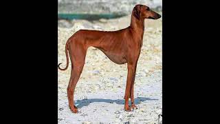 The Azawakh is an ancient dog breed from the Sahara Desert [upl. by Nitsur]