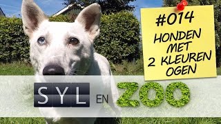 Honden met twee verschillende kleuren ogen  Syl en ZOO  VLOG 014 [upl. by Eikcuhc79]