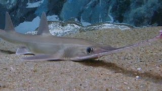 Facts The Sawshark [upl. by Lansing]