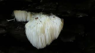 Finding a Hedgehog Mushroom or quotbears head tooth fungusquot [upl. by Sherris]