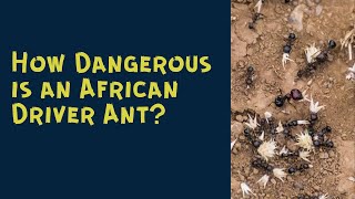 How Dangerous is an African Driver Ant [upl. by Chader]