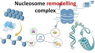 Nucleosome remodeling complex introduction [upl. by Georgy750]