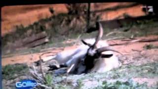 Best of FAINTING GOATS [upl. by Baggott551]