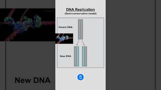 Semiconservative DNA Replication [upl. by Wilda]