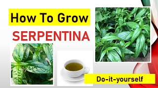 How To Grow Serpentina DIY [upl. by Kenlee]