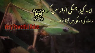 Natural photography ideas for mobile Esa insect jis ko awaz sy raat ko apko khof Ata hai [upl. by Ellenij465]