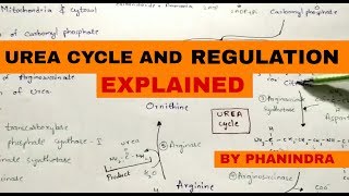 Urea cycle and its Regulation  Integration with TCA Krebs cycle [upl. by Bonis]