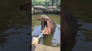 Big Mouths hippopotamus loves brushing teeth [upl. by Sidoma]