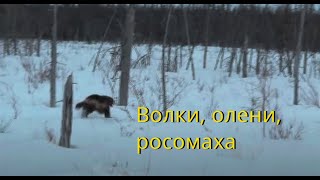 Rangifer tarandus Волки олени росомаха [upl. by Dammahum]