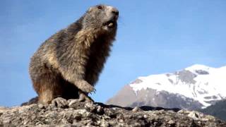 Marmotte qui siffle [upl. by Ellinnet311]