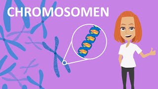 Chromosomen  Funktion amp Aufbau  Studyflix [upl. by Eanom226]