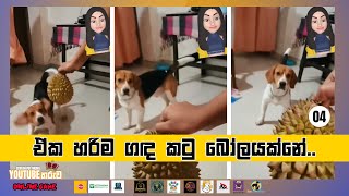 ඒක හරිම ගඳ කටු බෝලයක්නේ 04Funny video  Beagle Cute Dog  Ceylon Pet Media YouTube Star Competition [upl. by Androw]