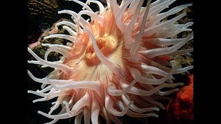 Facts The Sea Anemone [upl. by Saunderson]