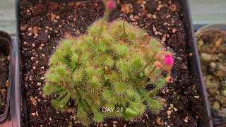 Drosera Spatulata update first 25 days since arrived [upl. by Lillywhite]