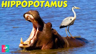 Hippopotamus Fun Facts For Kids  Fun Learning [upl. by Norehs442]